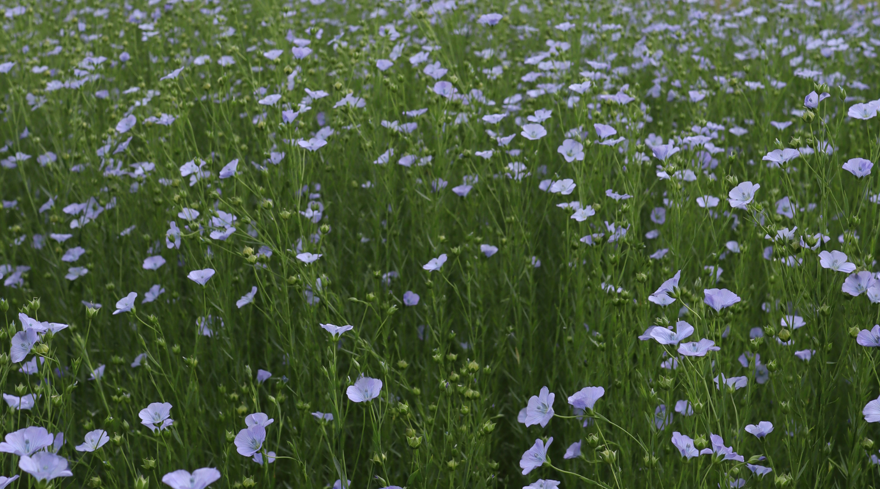 Chasing blue: a journey through Belgium's flax fields