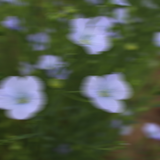 Flax flowers
